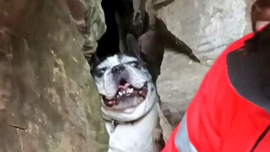 El rescate de "Rudolf", el perro que se escurrió por una grieta del cerro  de Santa Catalina - La Nueva España