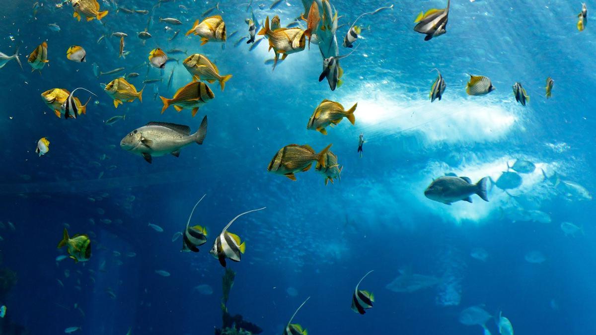 Oceanário de Lisboa