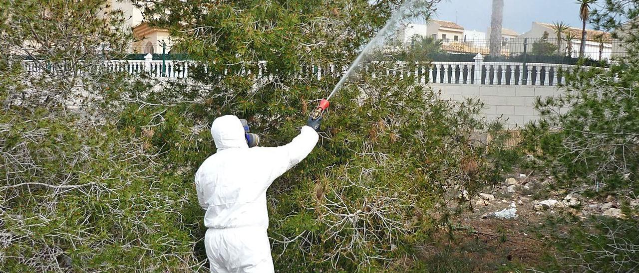 La cifra de árboles afectados por la sequía o insectos disminuye un 8,5 %