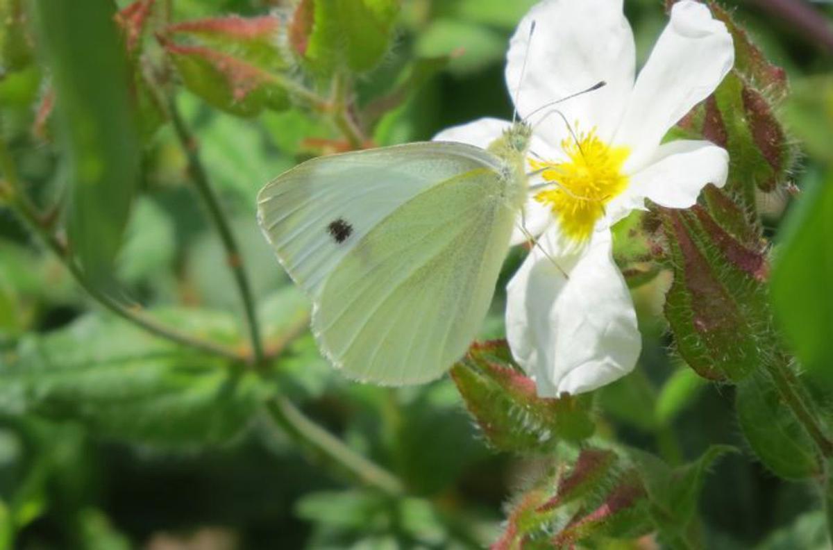 Una «Pieris rapae» en Cortegada. |  Saba González