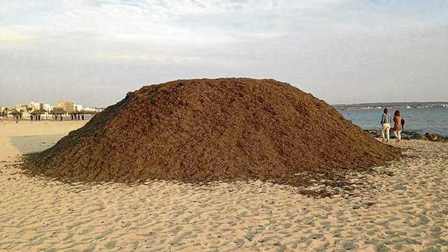 Uno de los montículos de posidonia en la playa de Can Pastilla.