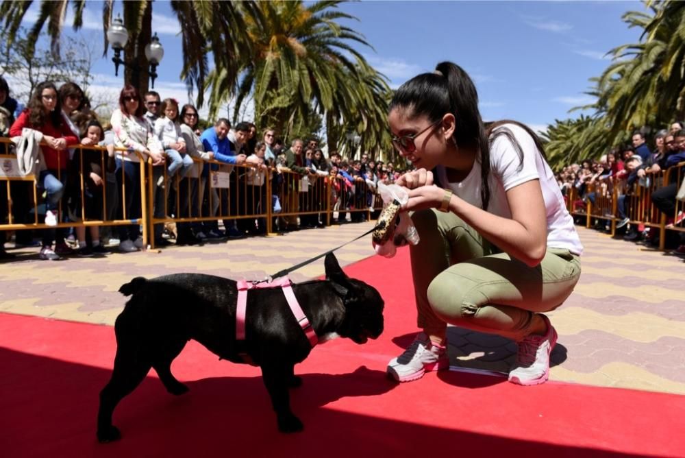 Garrapata fashion week, moda de perros en Jumilla