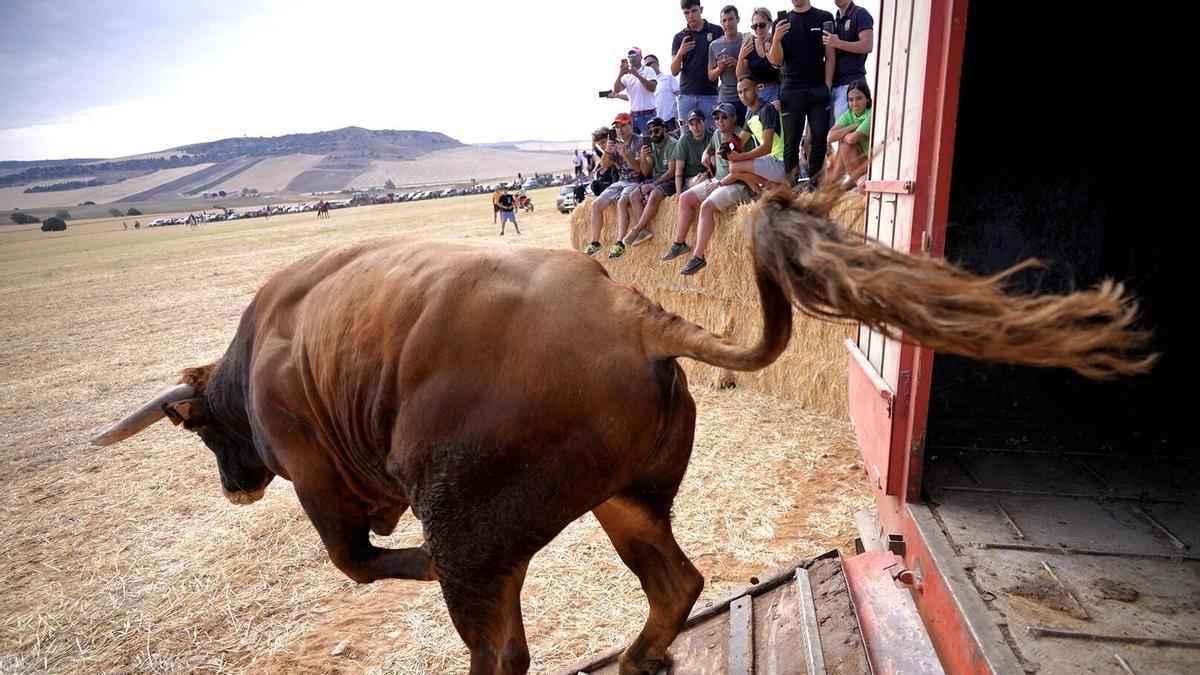 GALERÍA | Vibrante encierro campero en Coreses