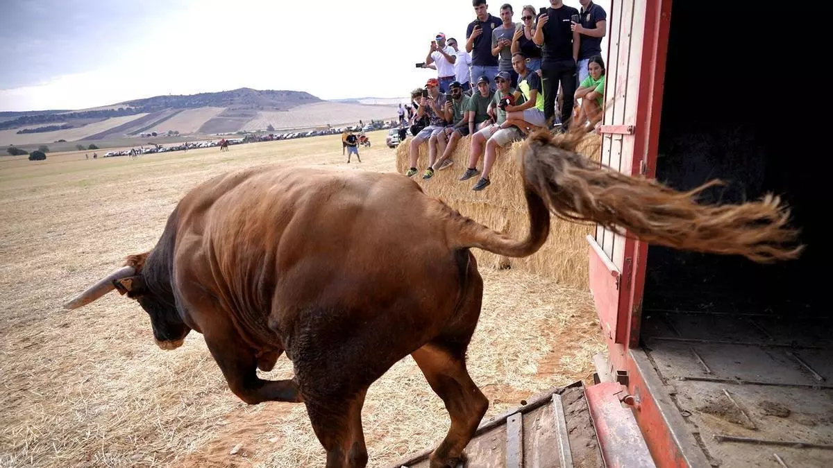 Emoción y bravura en el encierro campero de las fiestas de Coreses
