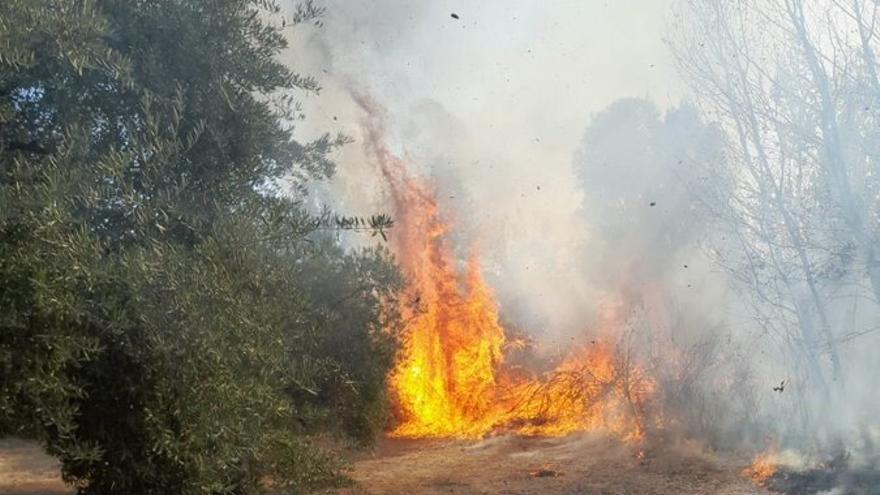 Imagen del incendio forestal declarado en Cabra.