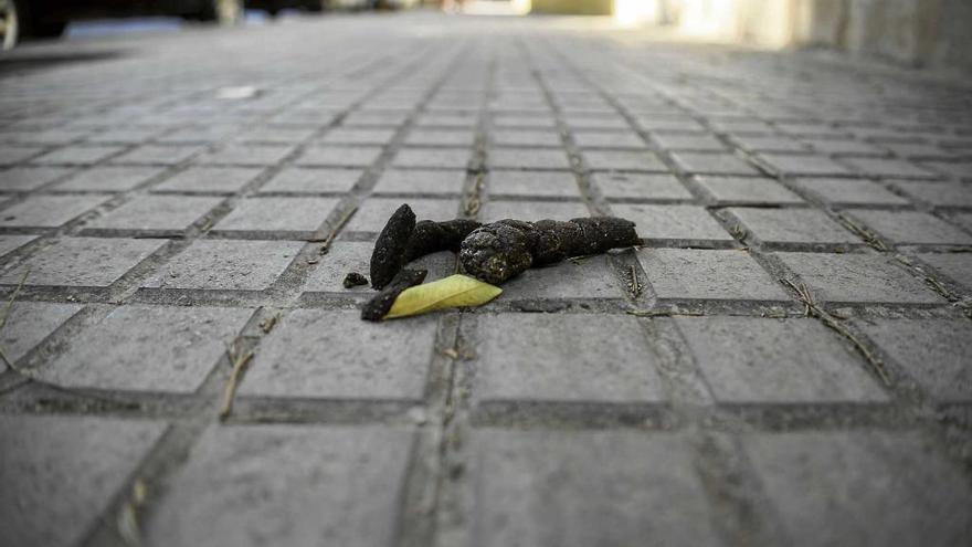 Uno de los excrementos encontrados ayer en la barriada de Son Cladera.