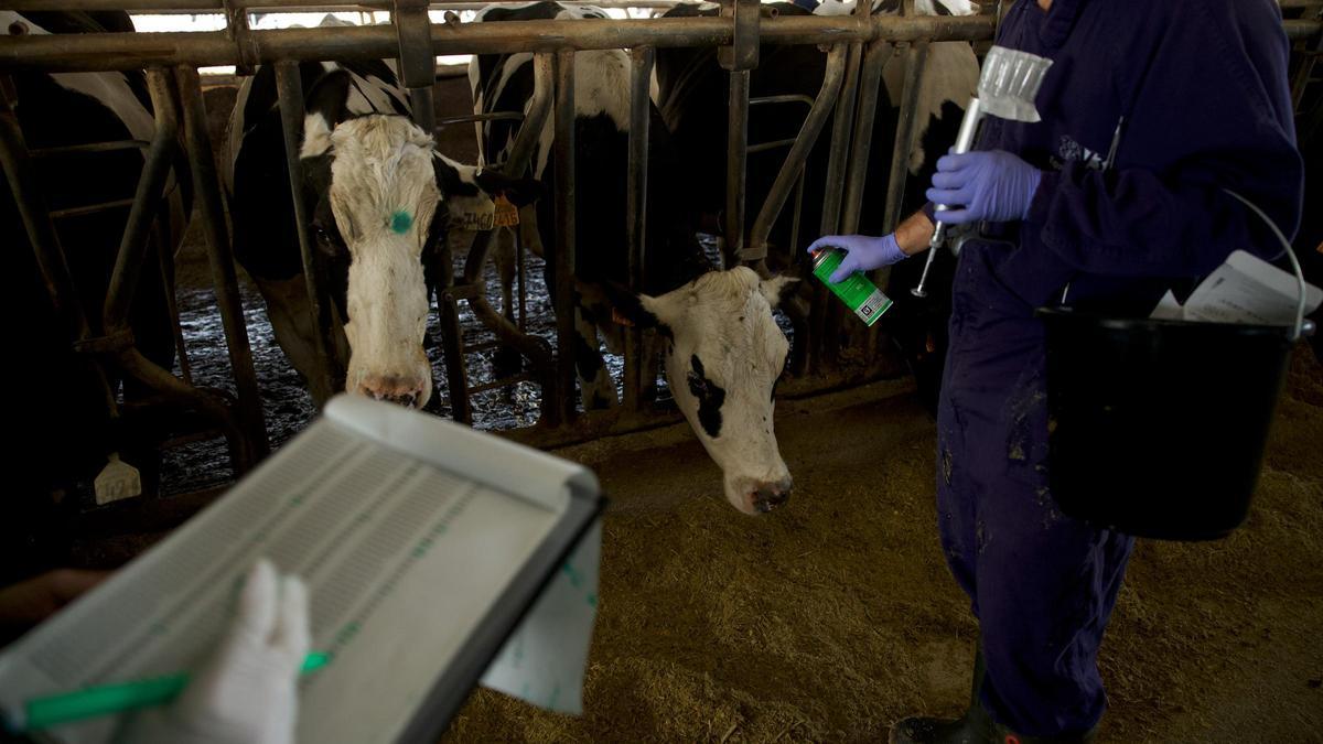 Imatge de veterinaris vacunant contra la dermatosi en una granja.