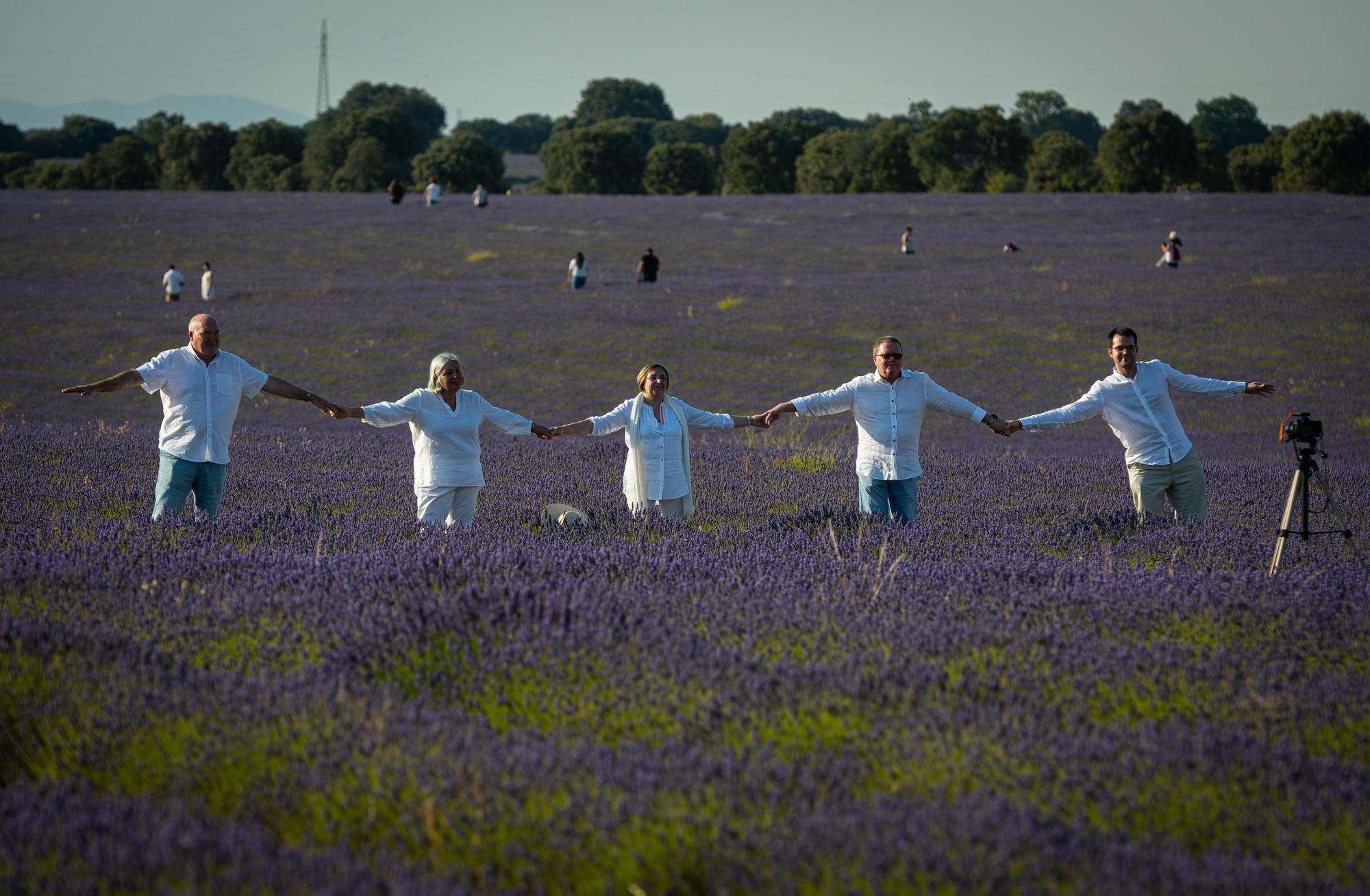 FOTOS | Los espectaculares campos de lavanda en flor (Brihuega)