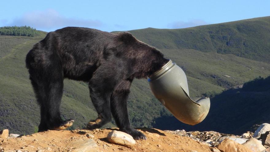 Salvan la vida a un oso pardo con la cabeza atrapada en un bidón de plástico en León