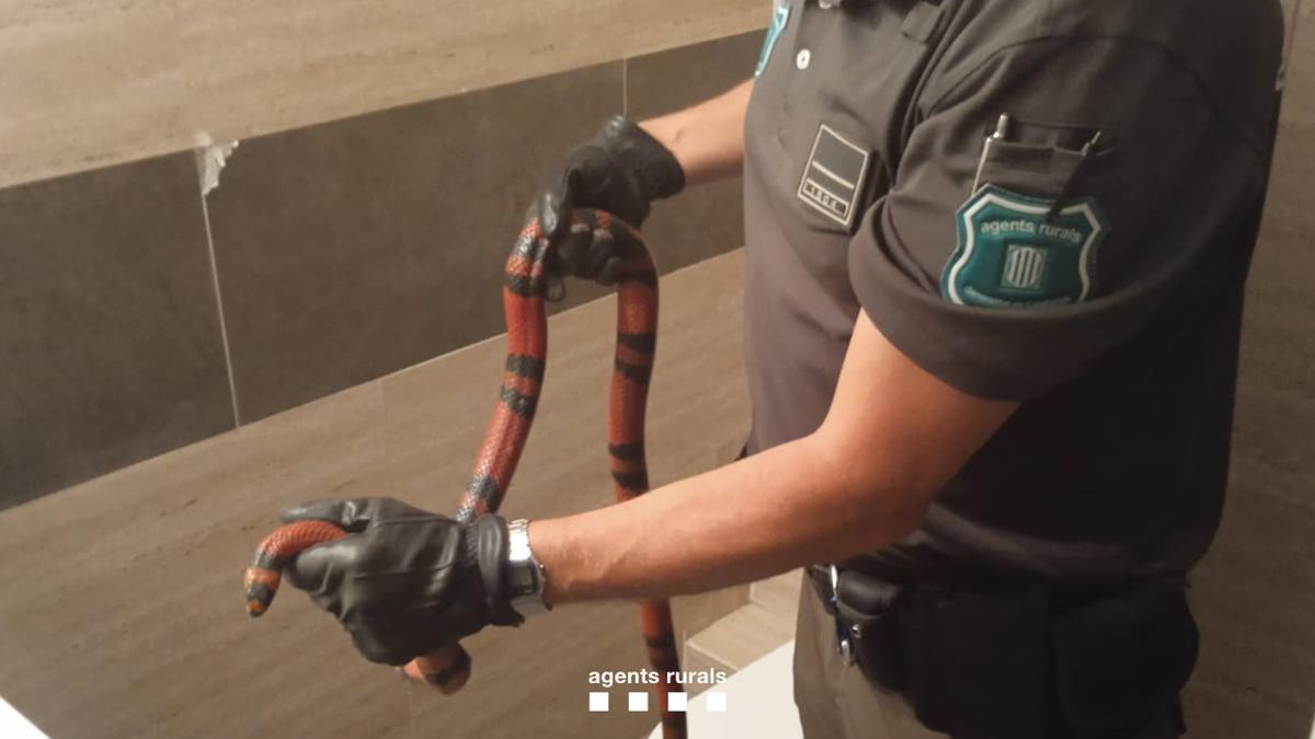 La serpiente encontrada en el baño de una casa en Terrassa