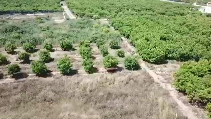 Capturan a la vaca de Nules