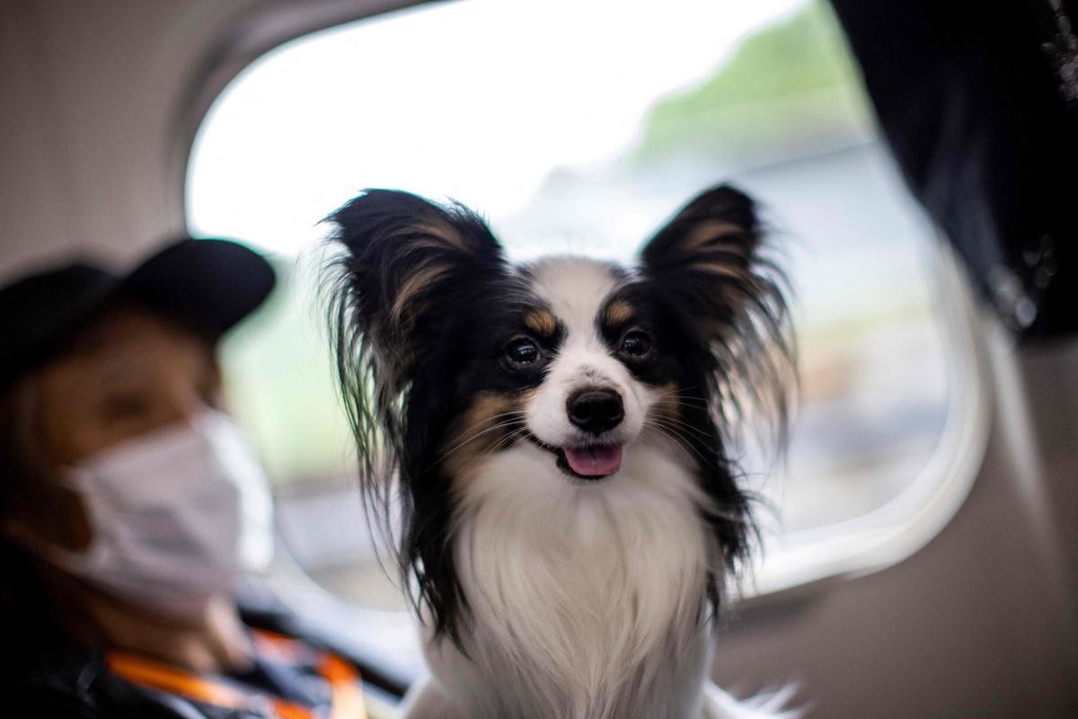 Uno de los perros que han podido disfrutar de manera excepcional del viaje en tren bala sentado en el asiento junto a su dueño