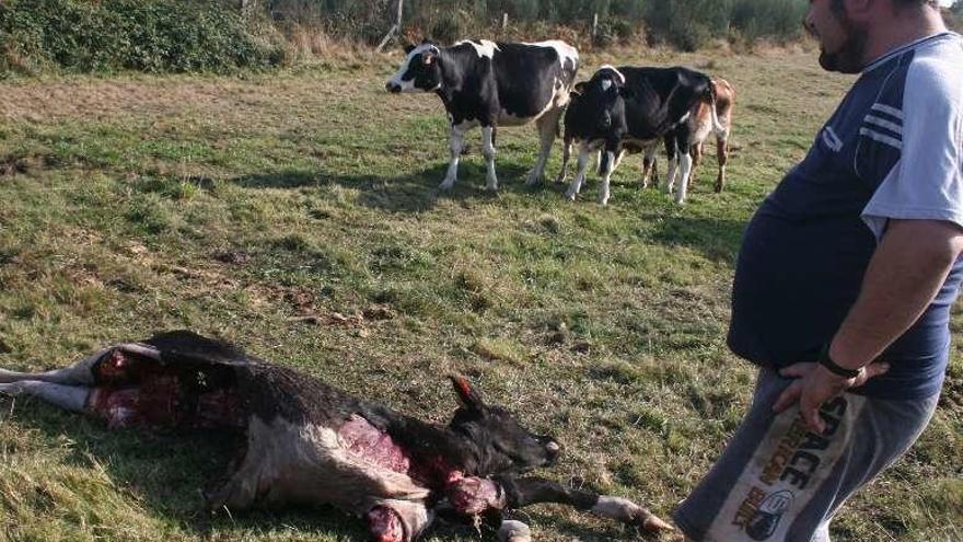 El ganado también sufre ataques de lobos. // FdV