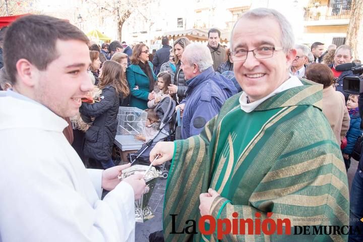 Bendición de animales en Caravaca