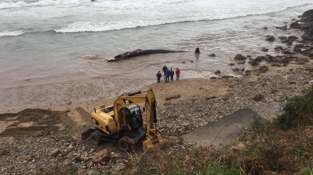 Operativa de extracción de un gran rorcual varado en el arenal de Morís (Caravia)