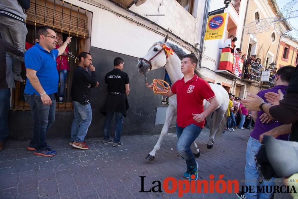 Caballo a pelo Caravaca (Desfile)