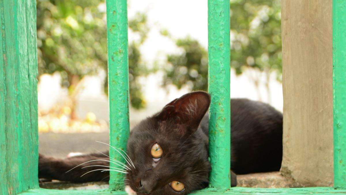 Un gato en una imagen de archivo