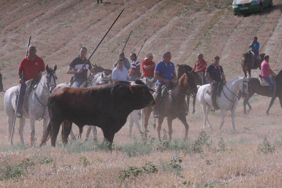 Encierro de campo en Villaescusa