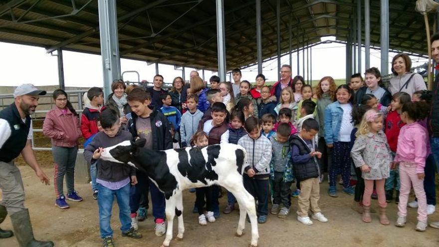 Escolares de Zamora visitan la granja de vacas frisonas de Jorge Hernández en Monfarracinos.