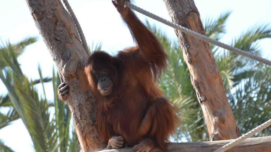 Elche recibe a tres nuevos orangutanes protegidos