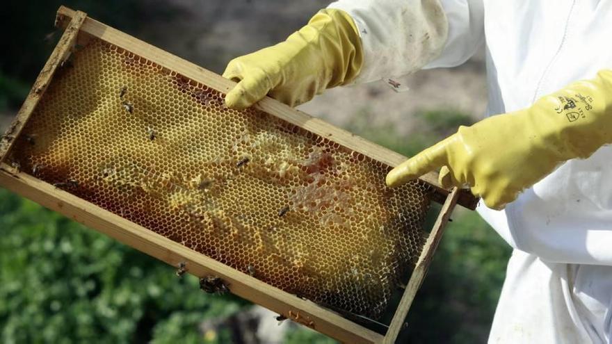 Panales de abeja de una explotación regional.