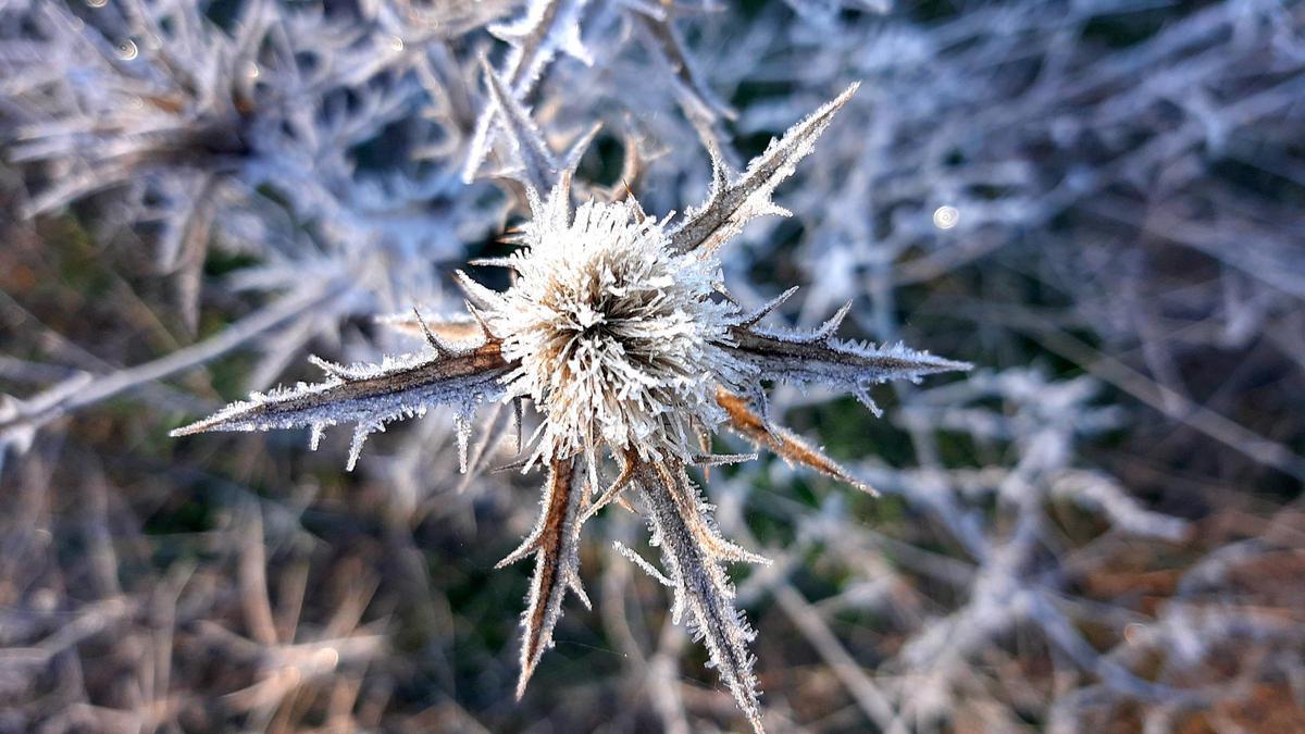 -3,5 graus a Cardona