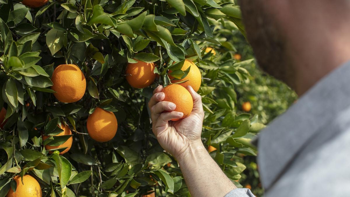 El Azadiractin combate las plagas de los naranjas de forma sostenible y manteniendo la calidad de los frutos.