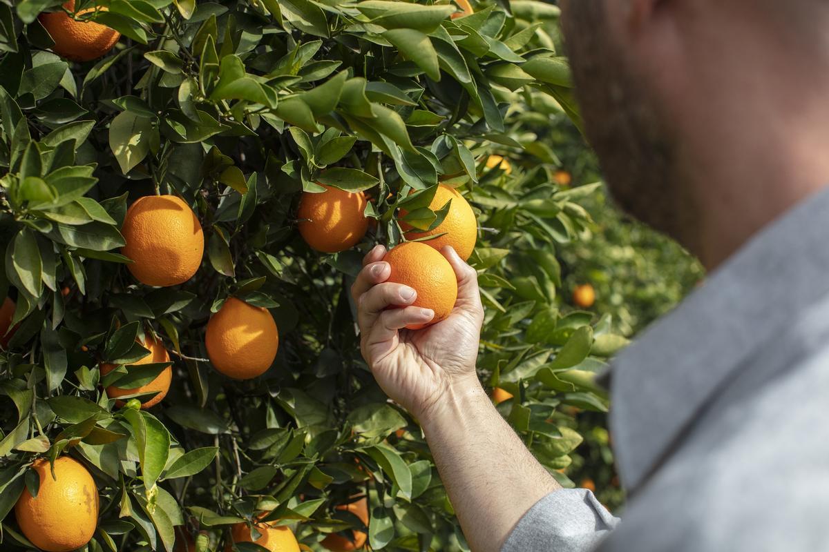 El Azadiractin combate las plagas de los naranjas de forma sostenible y manteniendo la calidad de los frutos.
