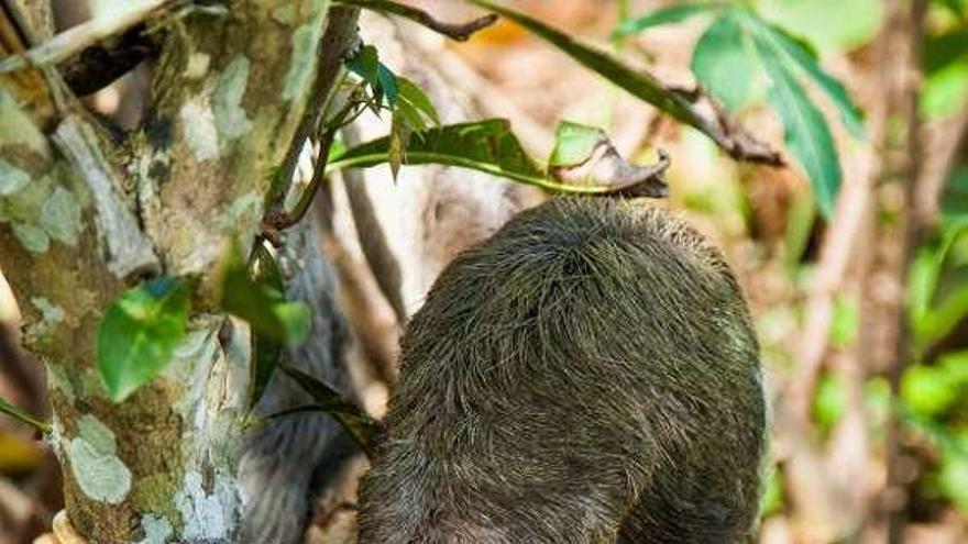 La amazonía peruana recupera la voz