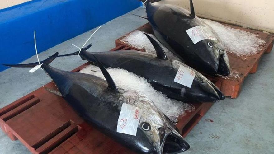 Críticas de los pescadores a  otro recorte en la pesca del atún