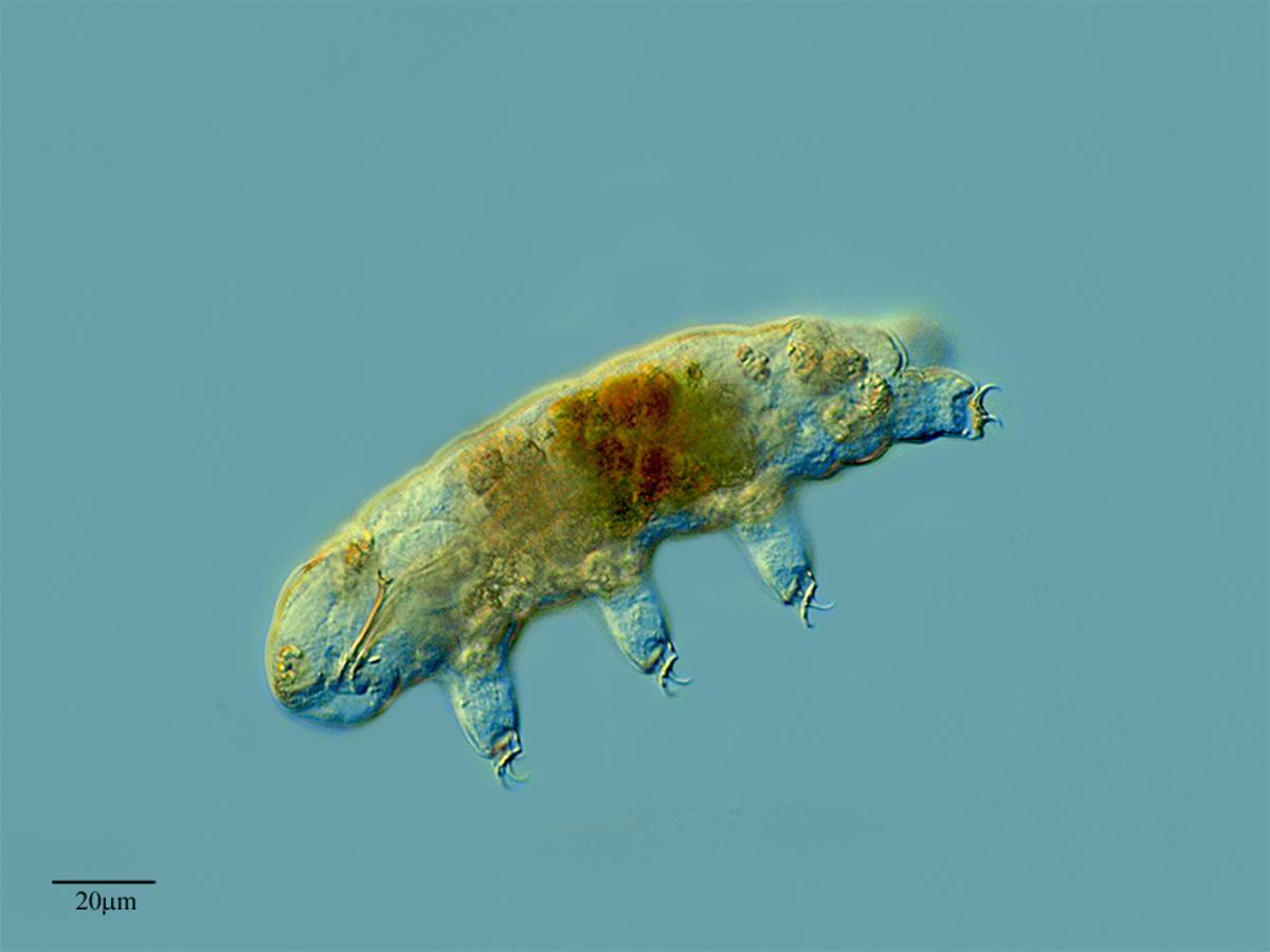 Los tardígrados (Tardigrada): el organismo con superpoderes que puede sobrevivir en el espacio.