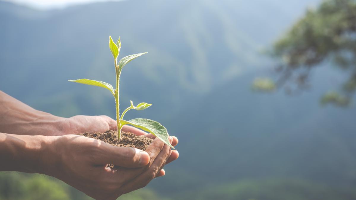 Restaurar los ecosistemas significa prevenir, detener y revertir este daño, pasar de explotar la naturaleza a curarla.