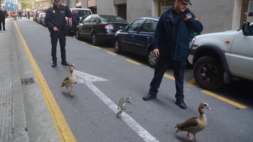 Los gansos del Nilo de Pontevedra: del nido al Gafos