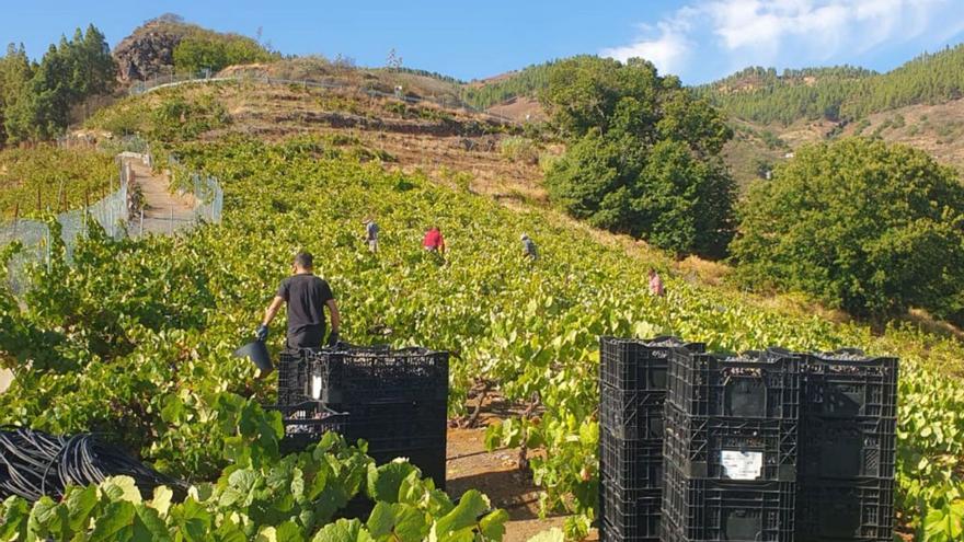 El calor y la sequía truncan la vendimia con la peor cosecha en una década