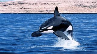 Vigilarán a las orcas del Estrecho con un localizador GPS para evitar colisiones con los veleros