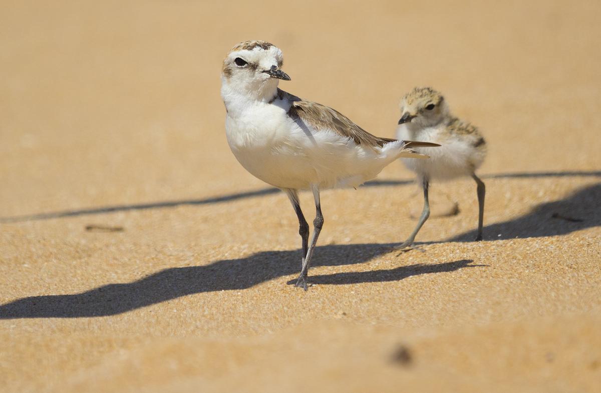 ÉXITO REPRODUCTIVO DEL CHORLITEJO PATINEGRO EN EL PARAJE NATURAL MUNICIPAL DEL MOLINO DEL AGUA DE TORREVIEJA 7.jpg