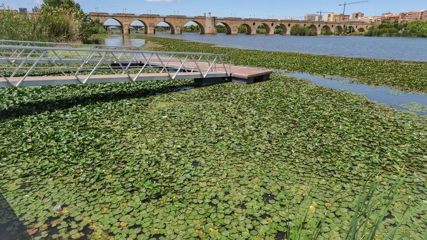 Plantas invasoras en el Guadiana: ¿qué diferencia hay entre el camalote y el nenúfar mejicano?