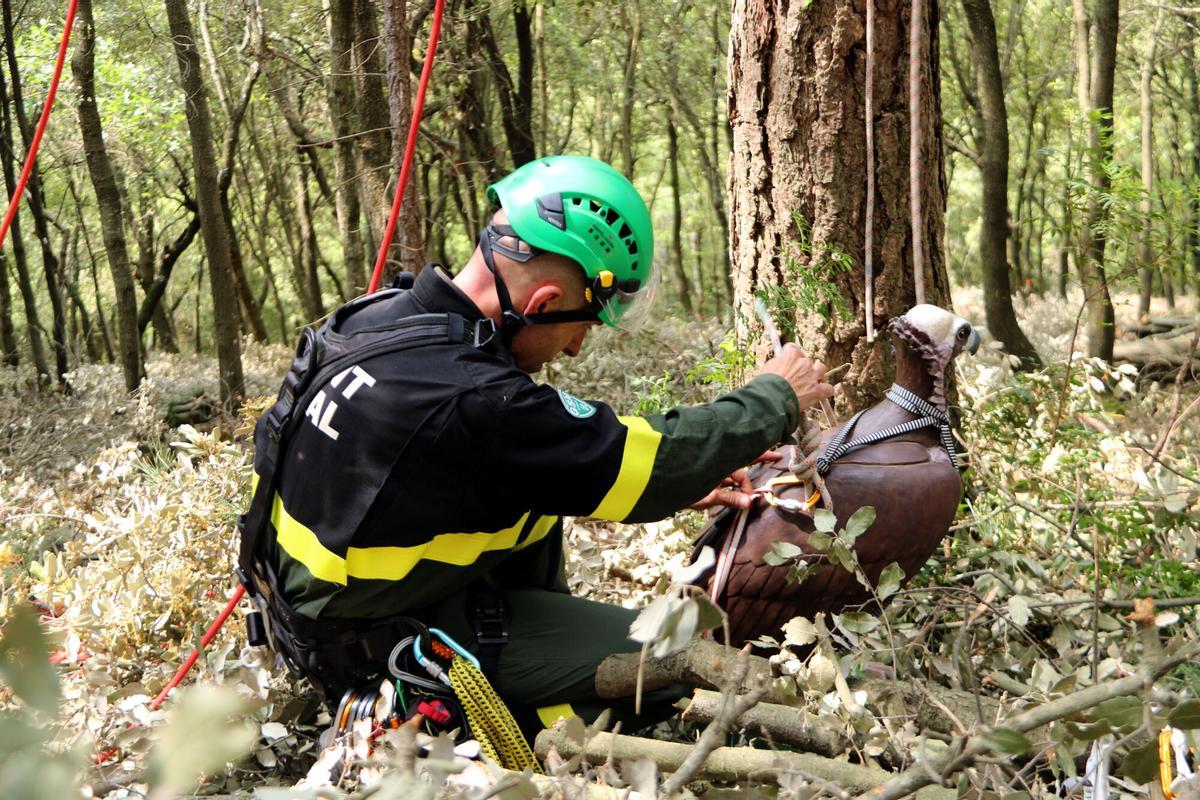 Un agent rural preparant la figura de voltor per pujar-la a l'arbre