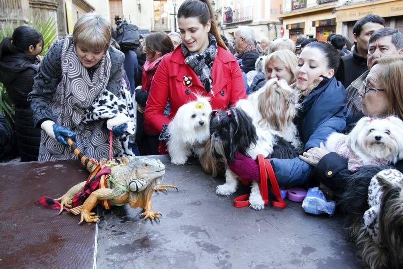 Fotogalería: Fiesta de San Antón