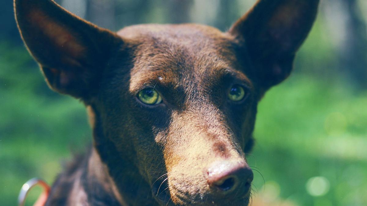 Imagen de recurso de un perro.