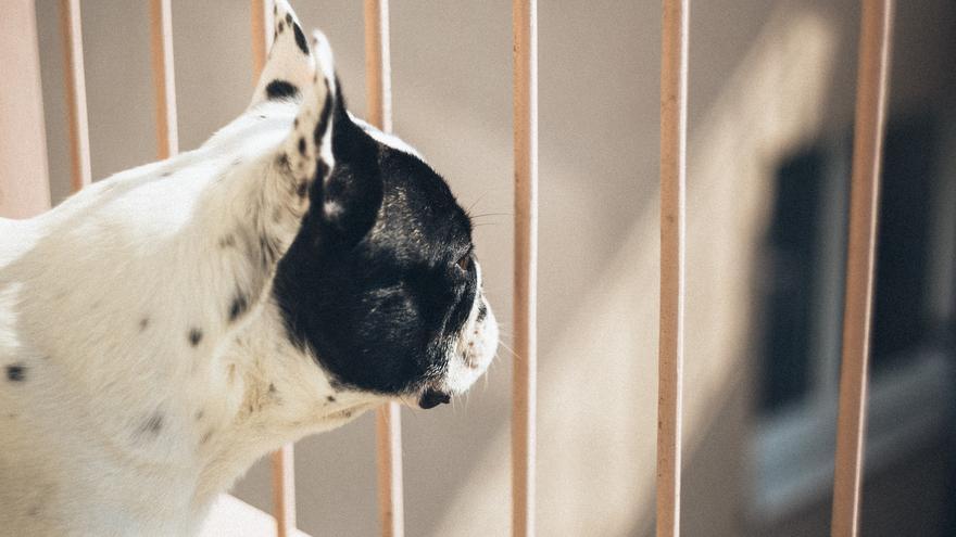 PERROS | Seis cosas que debes tener en cuenta si tienes mascota y balcón