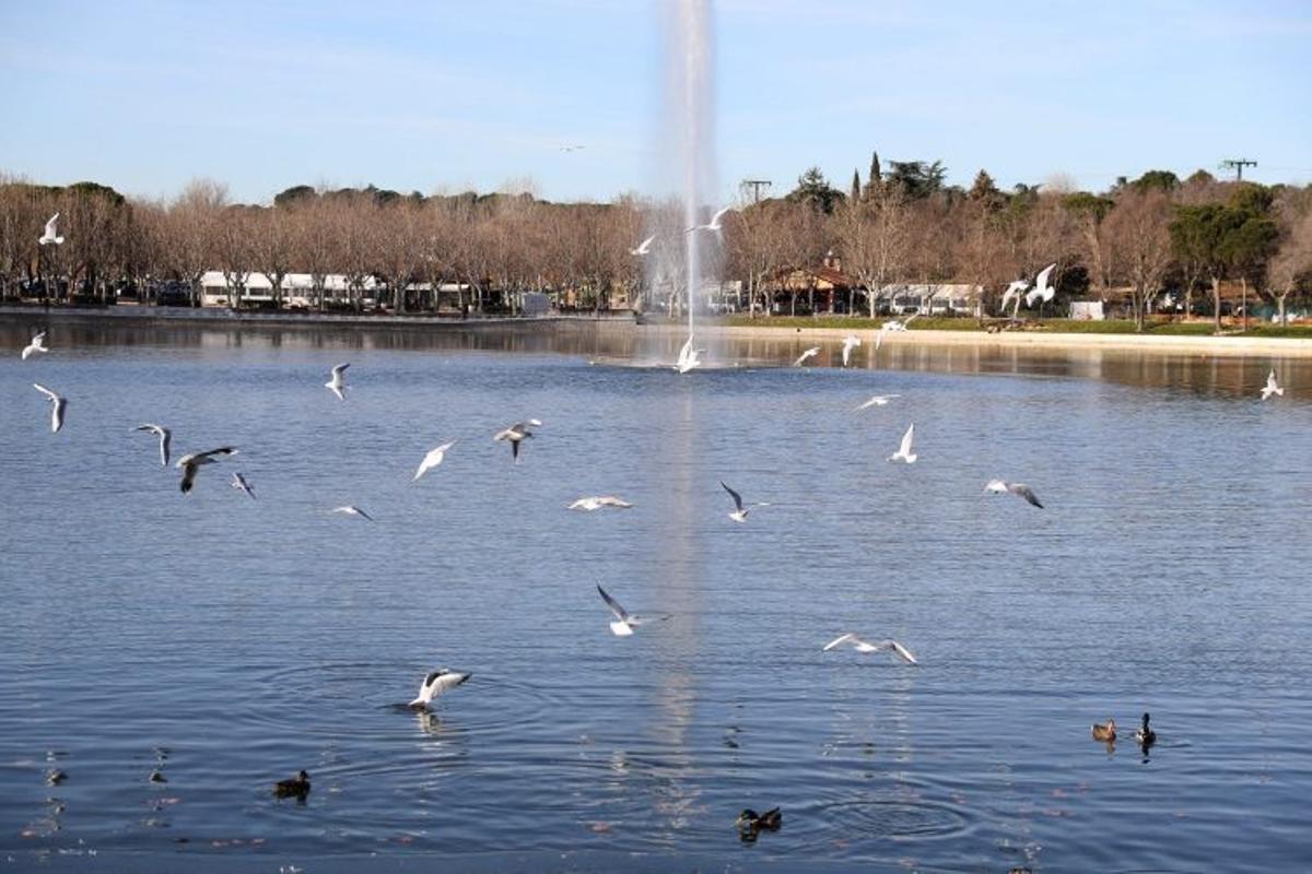 El lago de la Casa de Campo en una imagen de archivo.