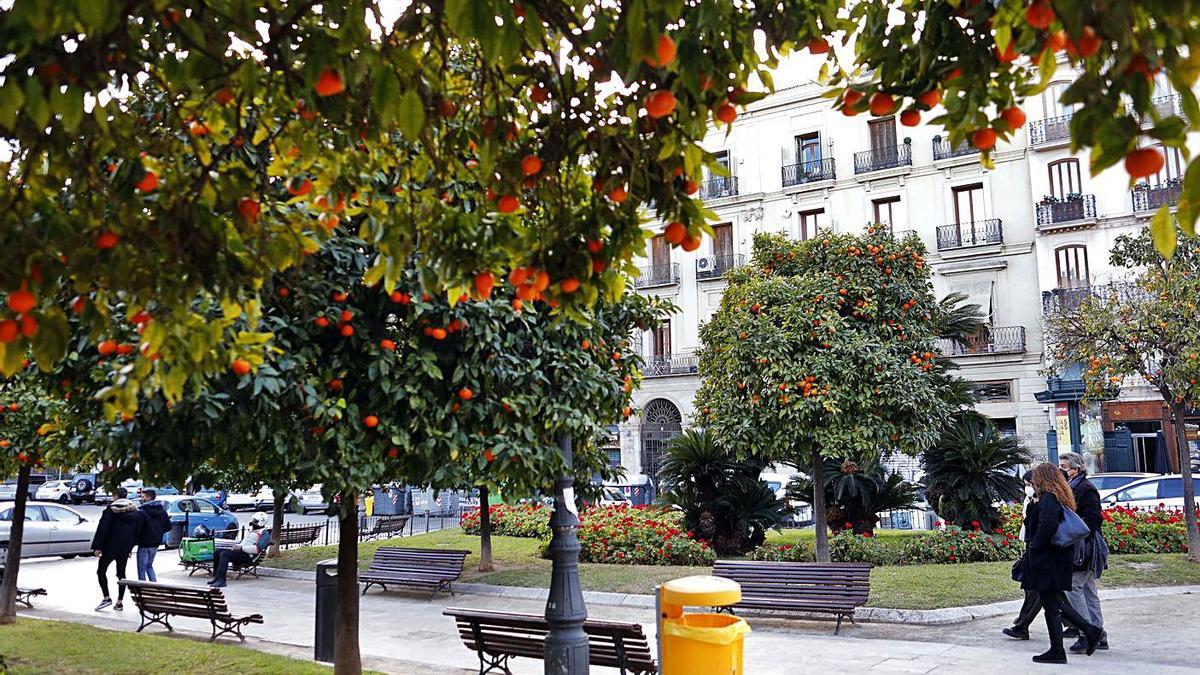 Árboles cargados de naranjas en la plaza de la Reina. | LEVANTE-EMV