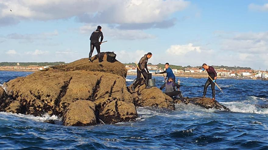 Así recolectan mejilla los bateeiros gallegos