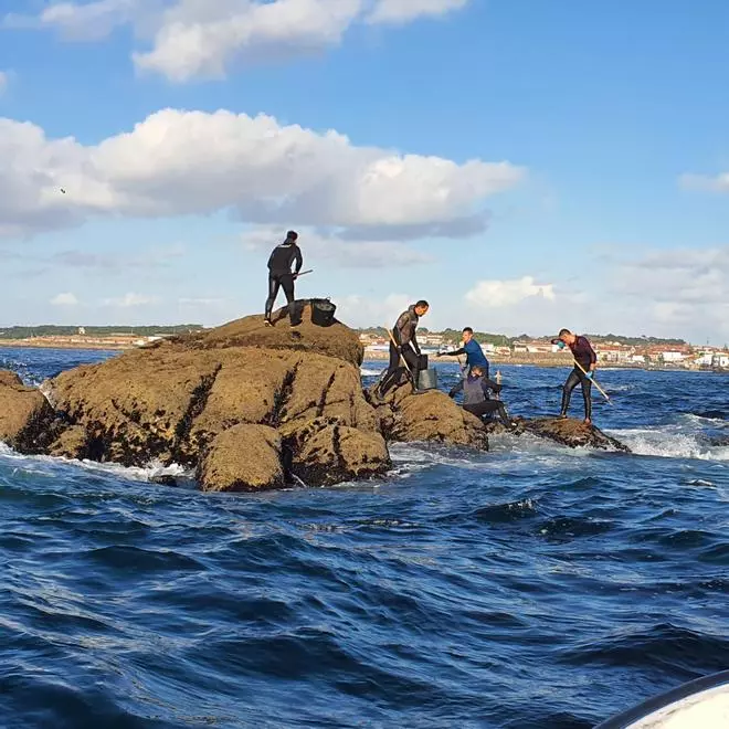 Así recolectan mejilla los bateeiros gallegos