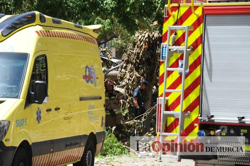 Cae parte del ficus de Santo Domingo en Murcia