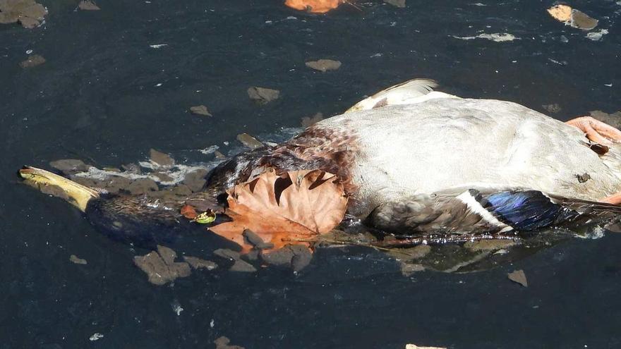 Uno de los patos hallado muerto.