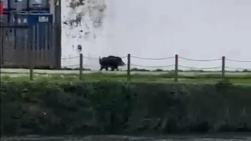 Un jabalí emerge del río en Padrón y corre asustado hacia los vecinos