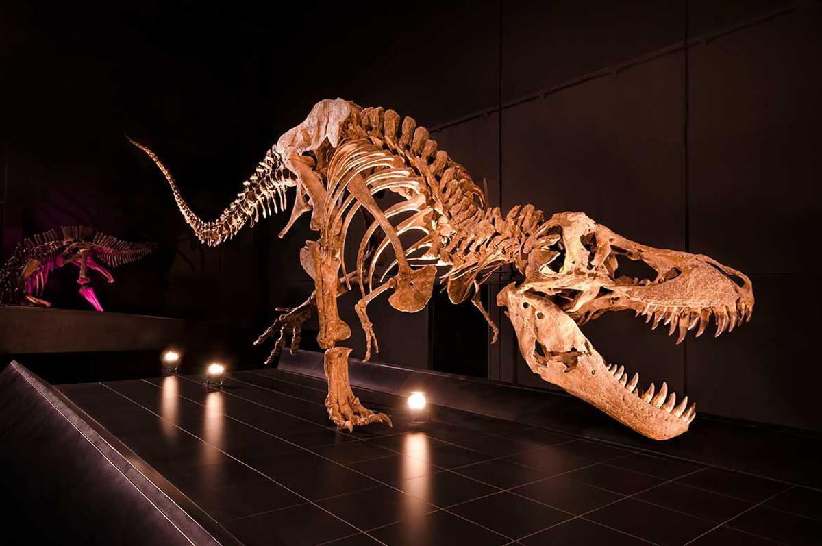 Los esqueletos de dinosaurios a tamaño real son grandes atracciones del parque.