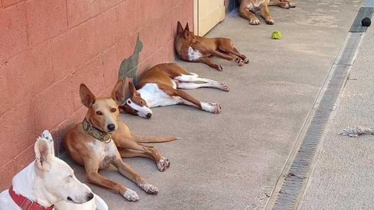Un grup de gossos a la protectora d’animals de Sallent